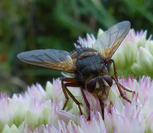 Tachina fera